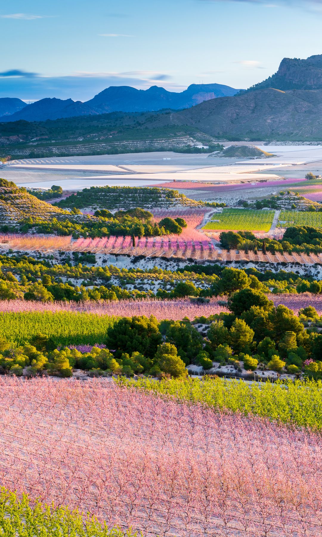 Floración de melocotoneros en Cieza, Murcia