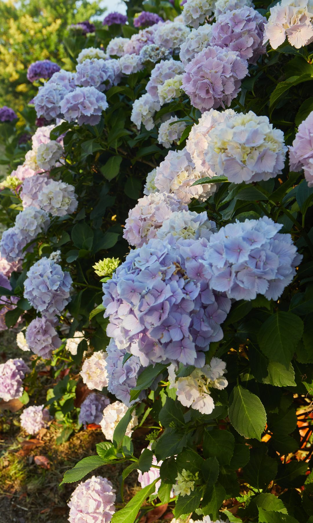 Hortensias en el jardín de Fonte Baxa, Luarca, Asturias