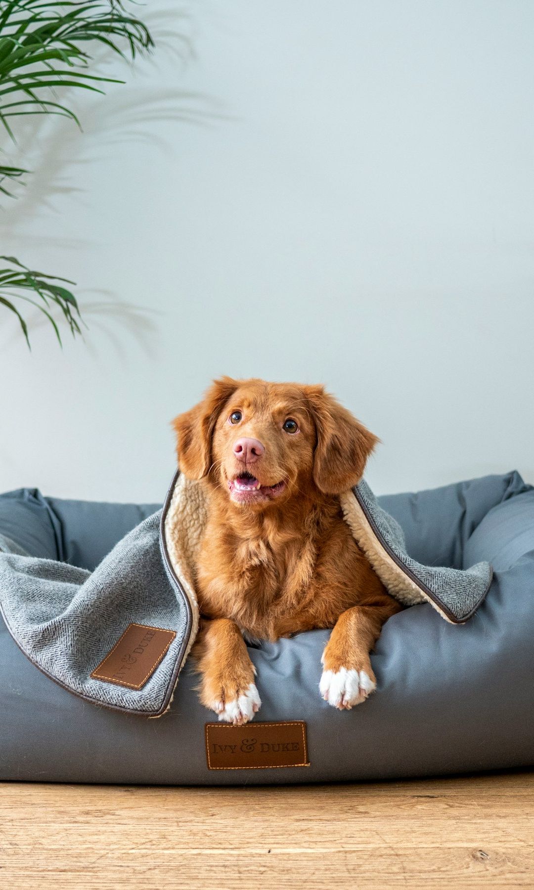 Cama de perro y plantas