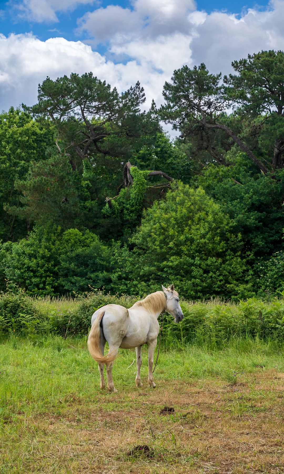 Caballo en la comarca de Deza, Pontevedra, Galicia