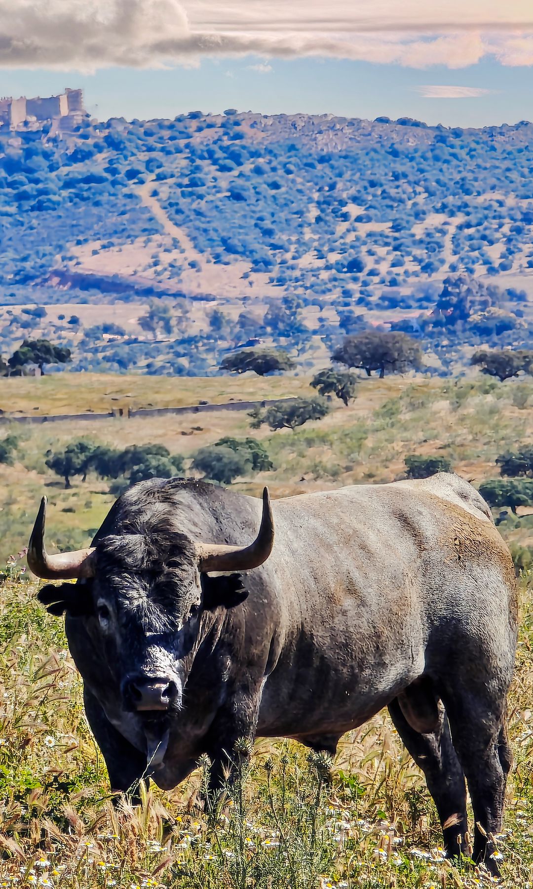Toro cárdeno en la finca Las Tiesas, Cáceres 