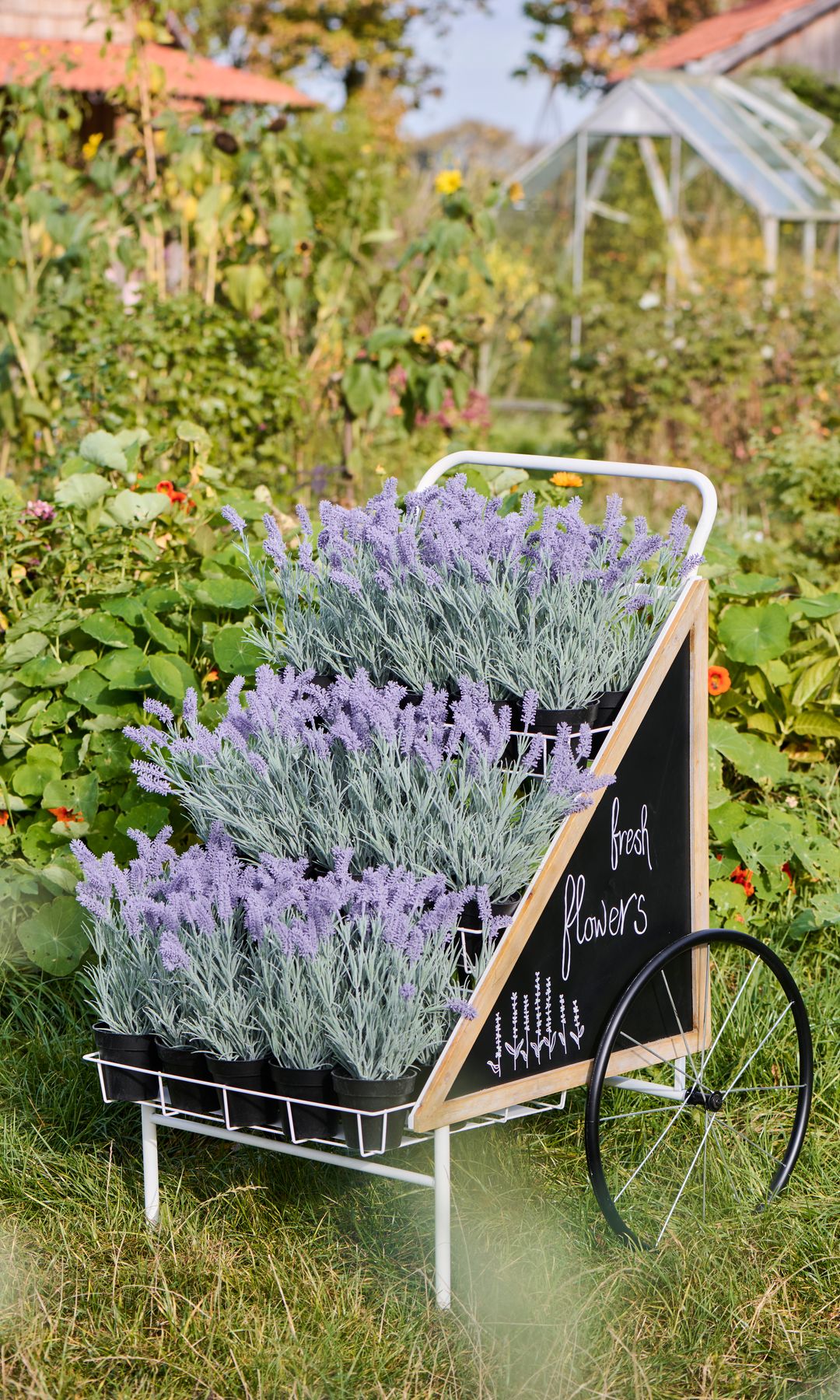 Jardín con estantería con varias macetas con plantas de lavanda