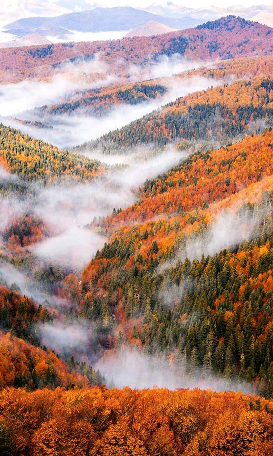selva irati navarra