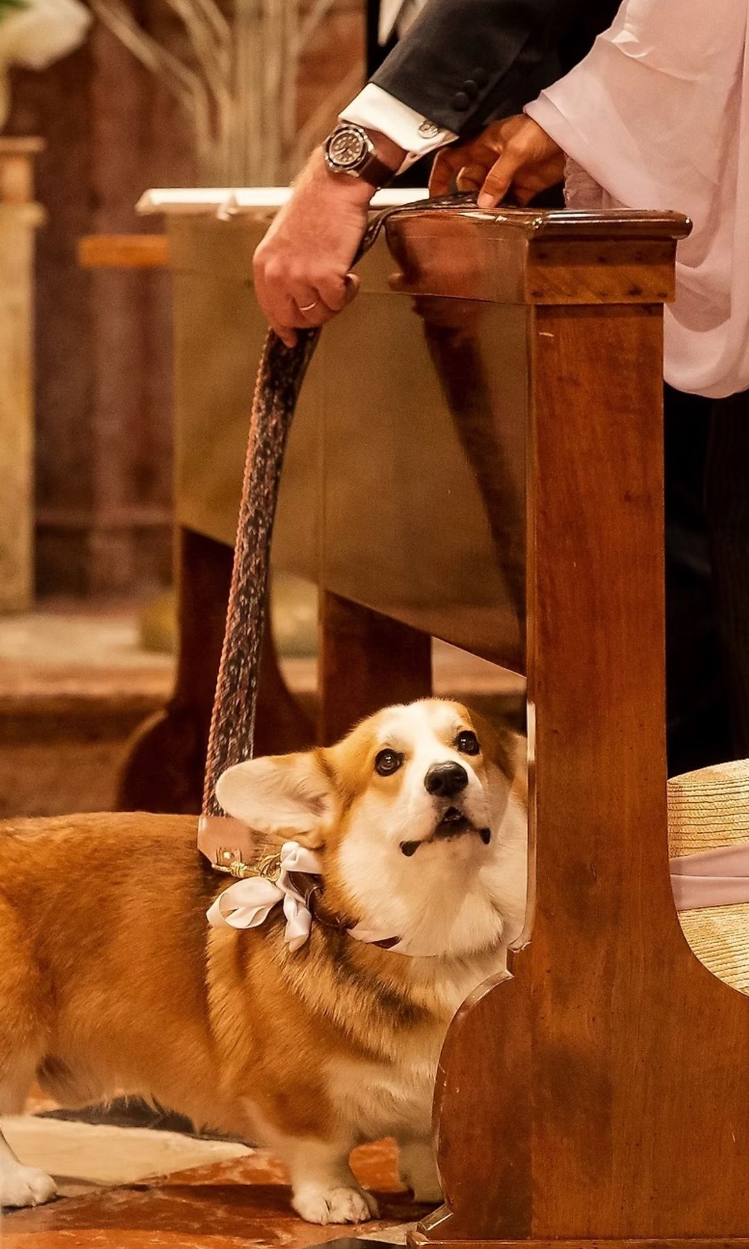 Perro con los anillos en una boda italiana