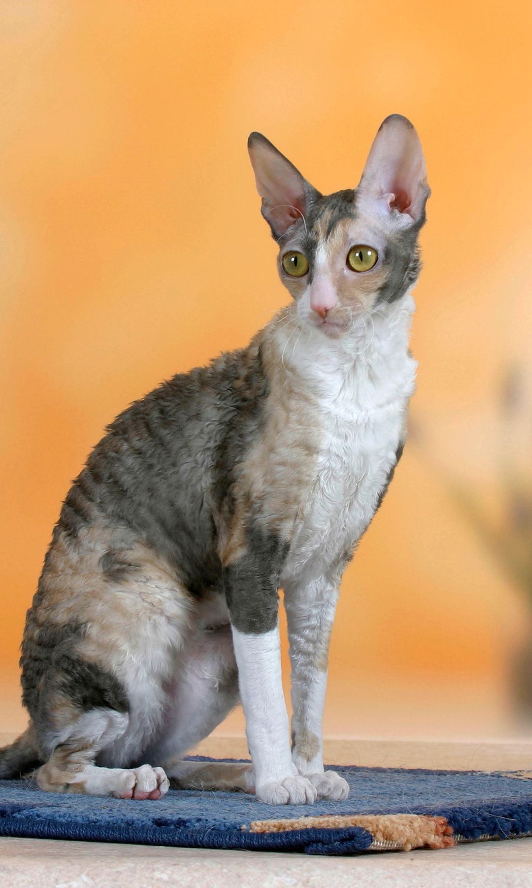 Raza de gato Cornish Rex