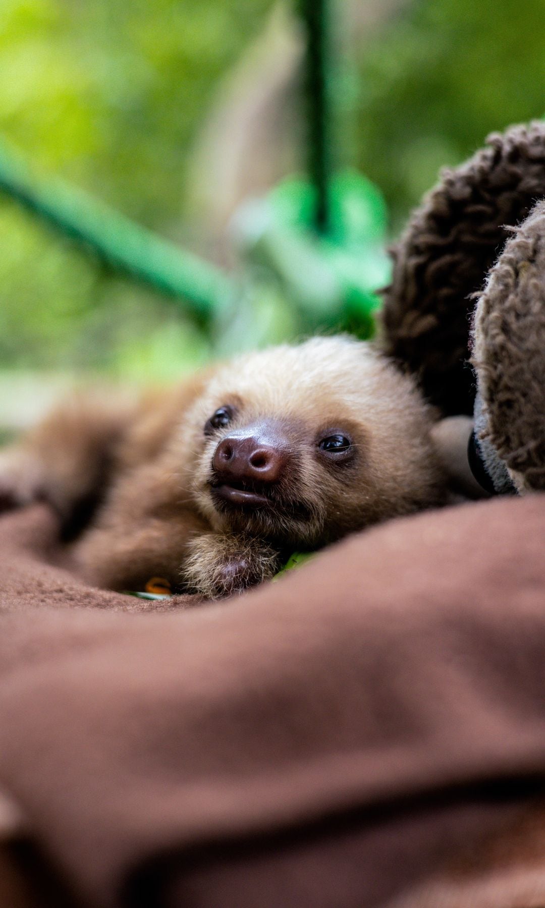 Proyecto solidario de la ONG Jaguar Resque Center en Costa Rica