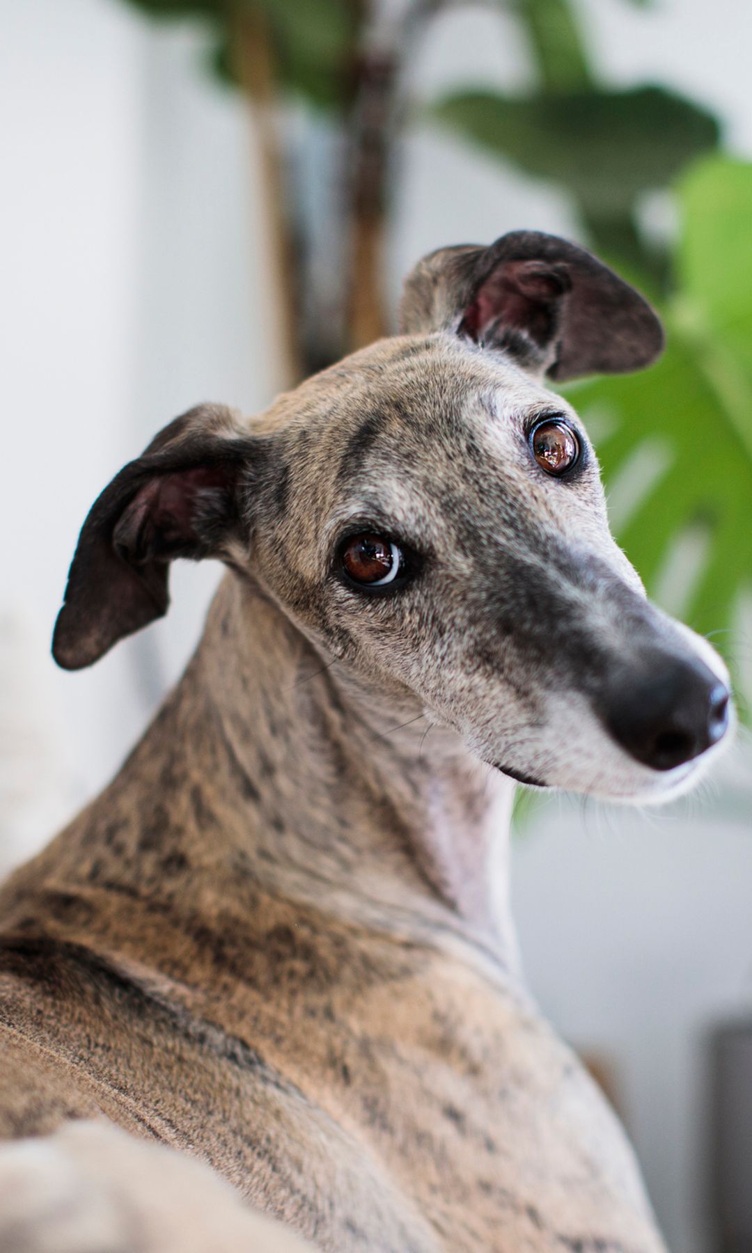 Imagen de un galgo