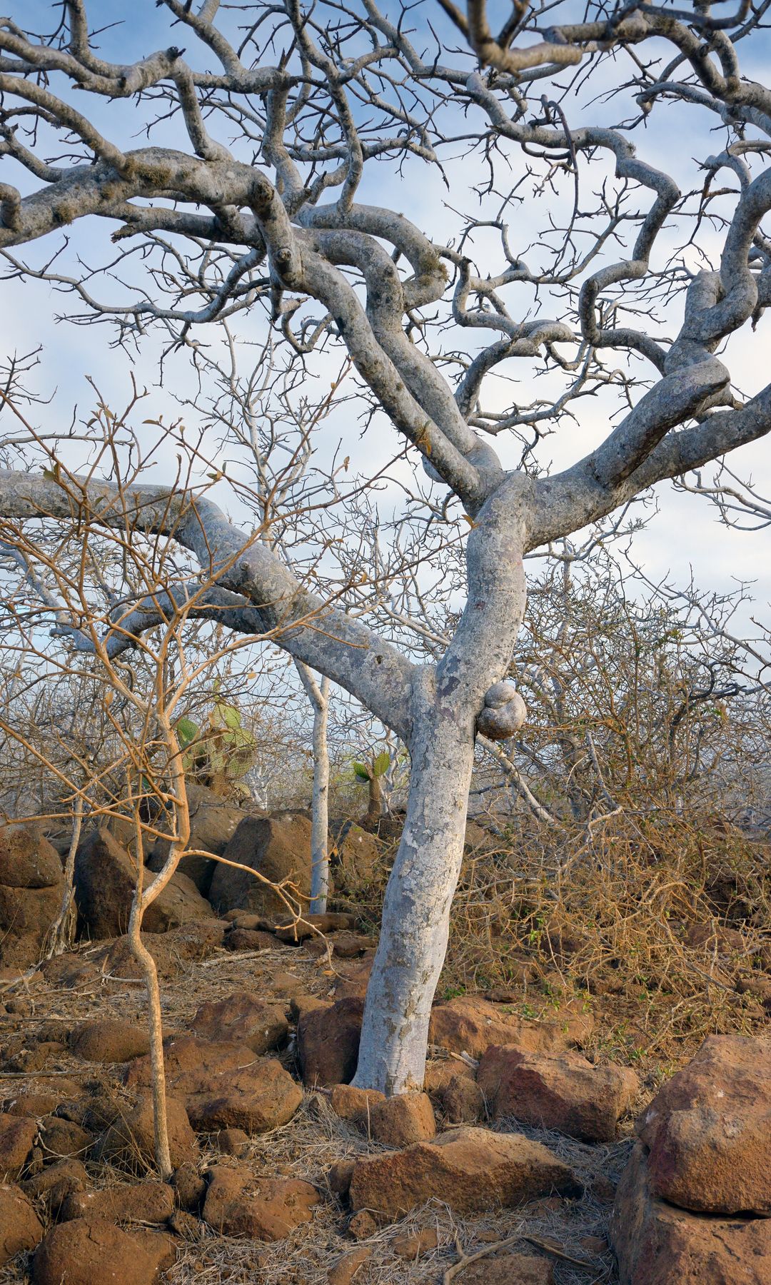 Árbol de palo santo (Bursera graveolens), nombre común: árbol de la madera sagrada. Isla North Seymour, Islas Galápagos, Ecuador