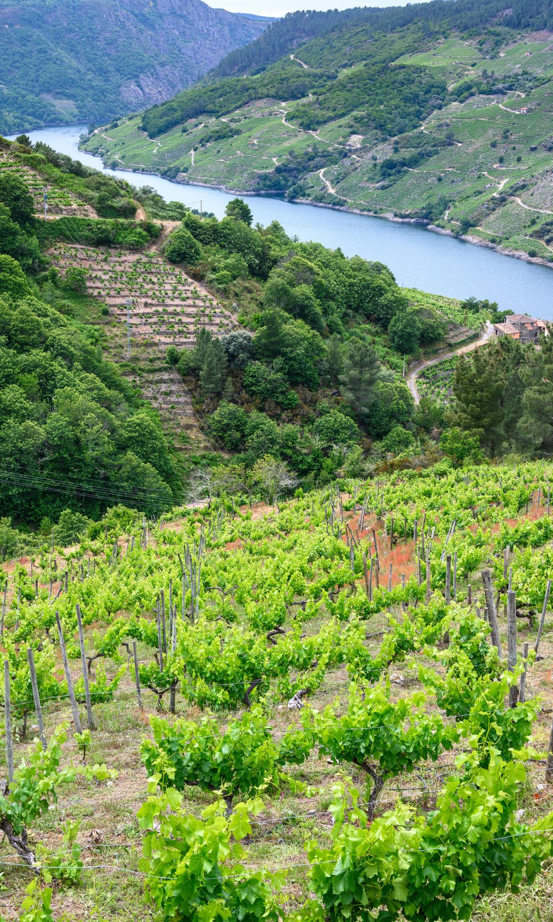 Río Sil, Ribeira Sacra, Lugo, Ourense