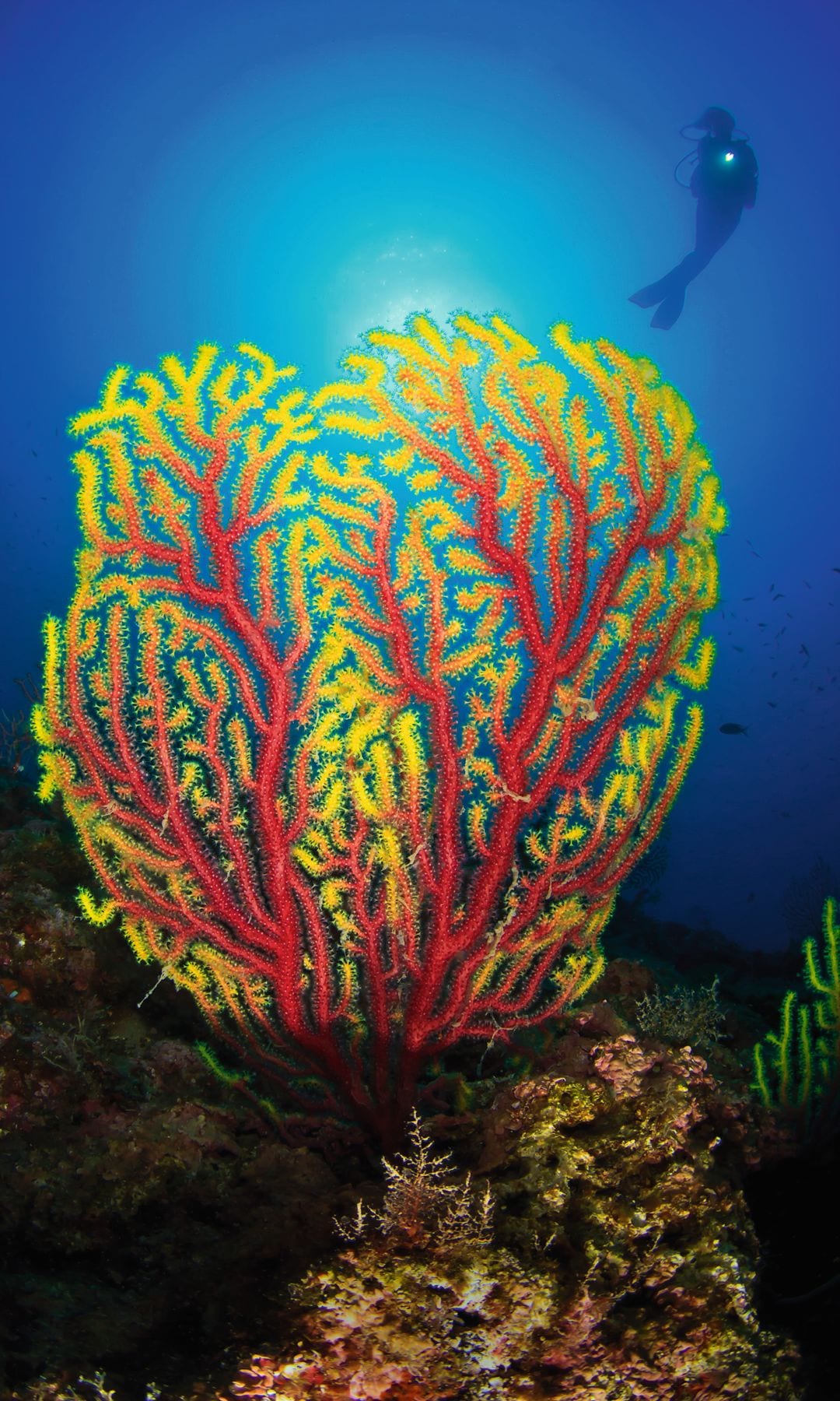 Coral en las ISLAS MEDESC, escapada desde Barcelona