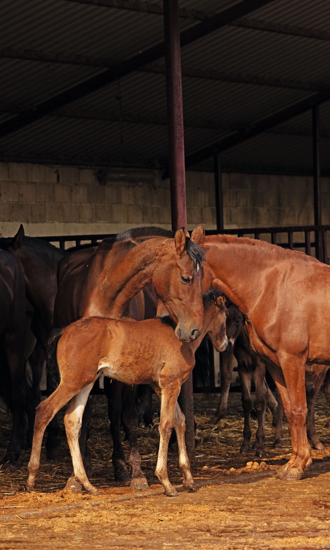 Caballos de la Yeguada Alcañices