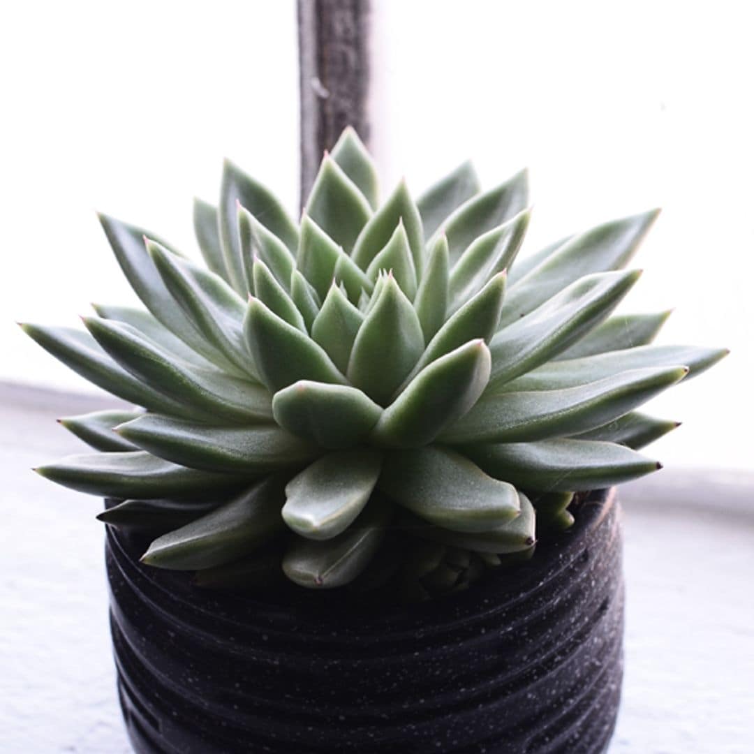 echeveria planta suculenta cuidados hola decoracion 04