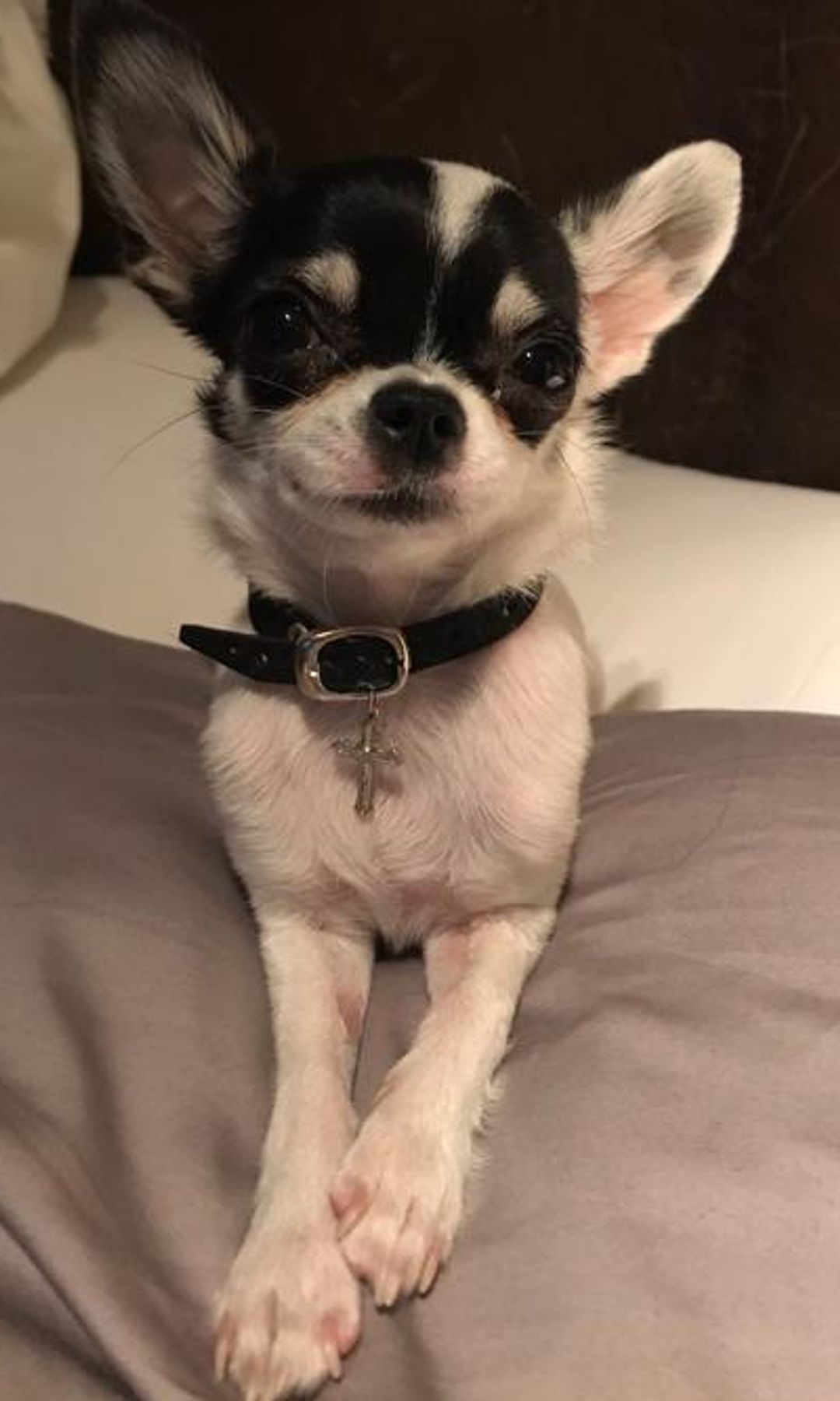 María Pita, la chihuahua 'influencer'