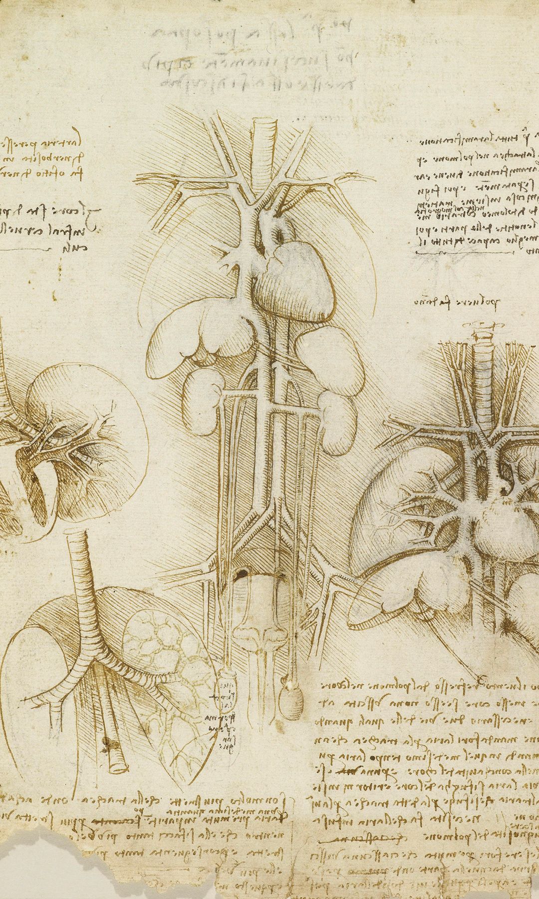 Los dibujos de Leonardo da Vinci no eran solo arte, sino auténticos estudios científicos adelantados a su tiempo