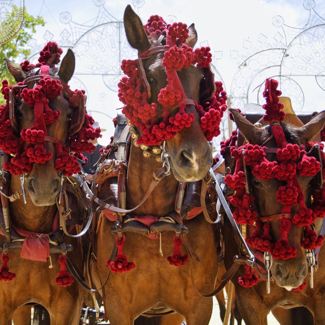 Feria del Caballo de Jerez, Cádiz