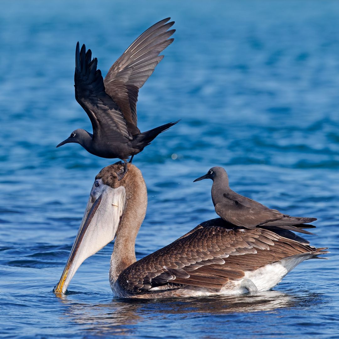 Islas Galápagos, uno de los mejores lugares del mundo para ver fauna