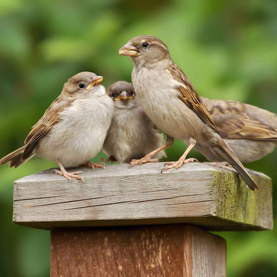 ¿Te has fijado en que los pájaros están dejando de cantar?