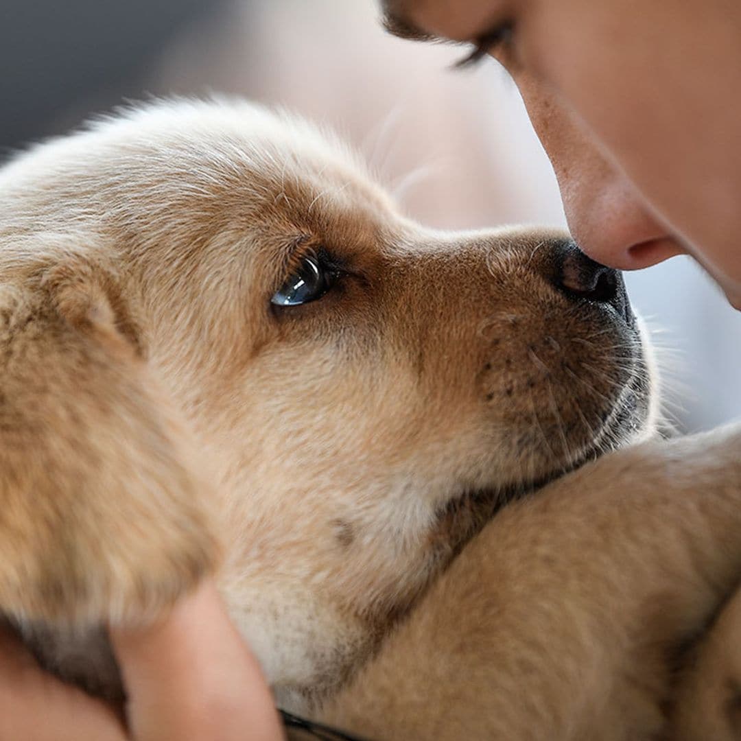 ¿Tu perro huele mal? Esto es lo que podría estar sucediendo