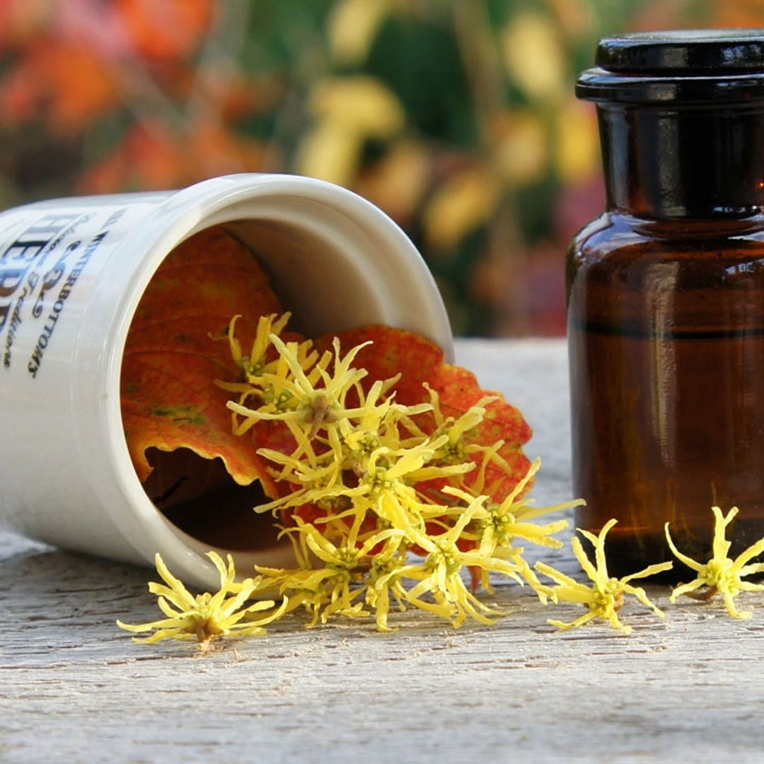 Hamamelis, una planta muy útil si tienes varices o piernas pesadas