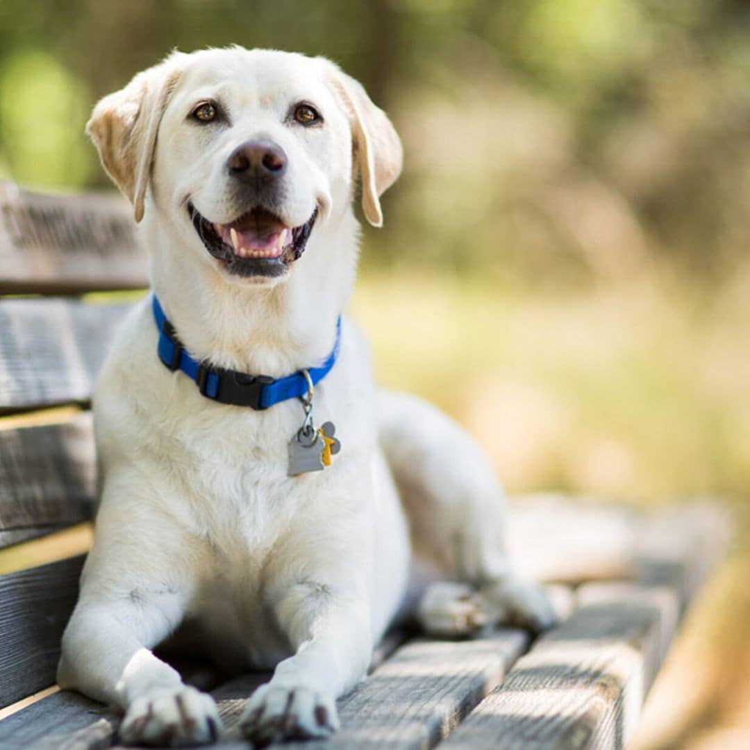 Desde Grogu, Britney y Covid hasta Zoom, ¡los nombres más populares para perros en 2021!