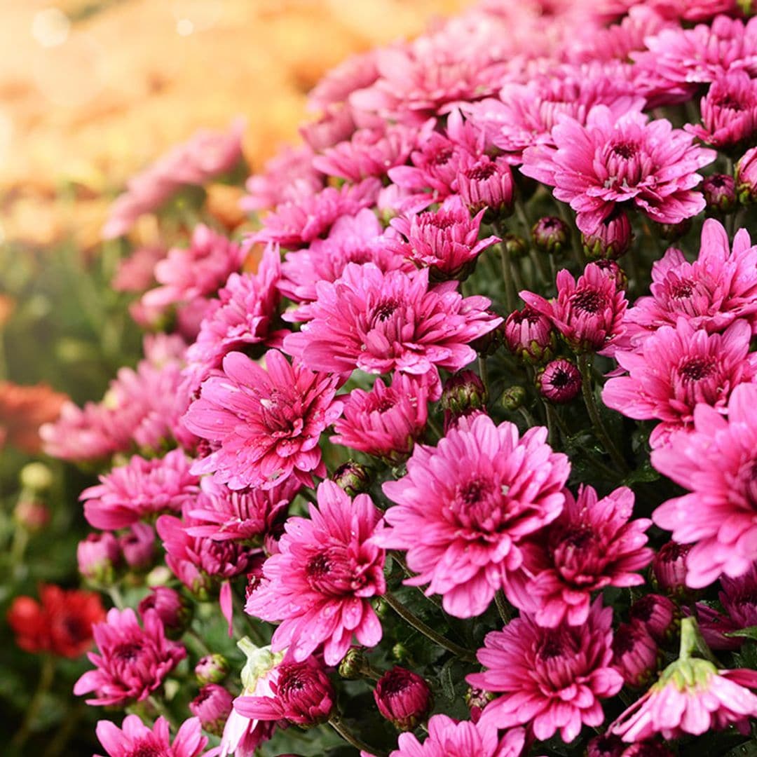9 plantas para tu jardín que florecen en otoño y son espectaculares