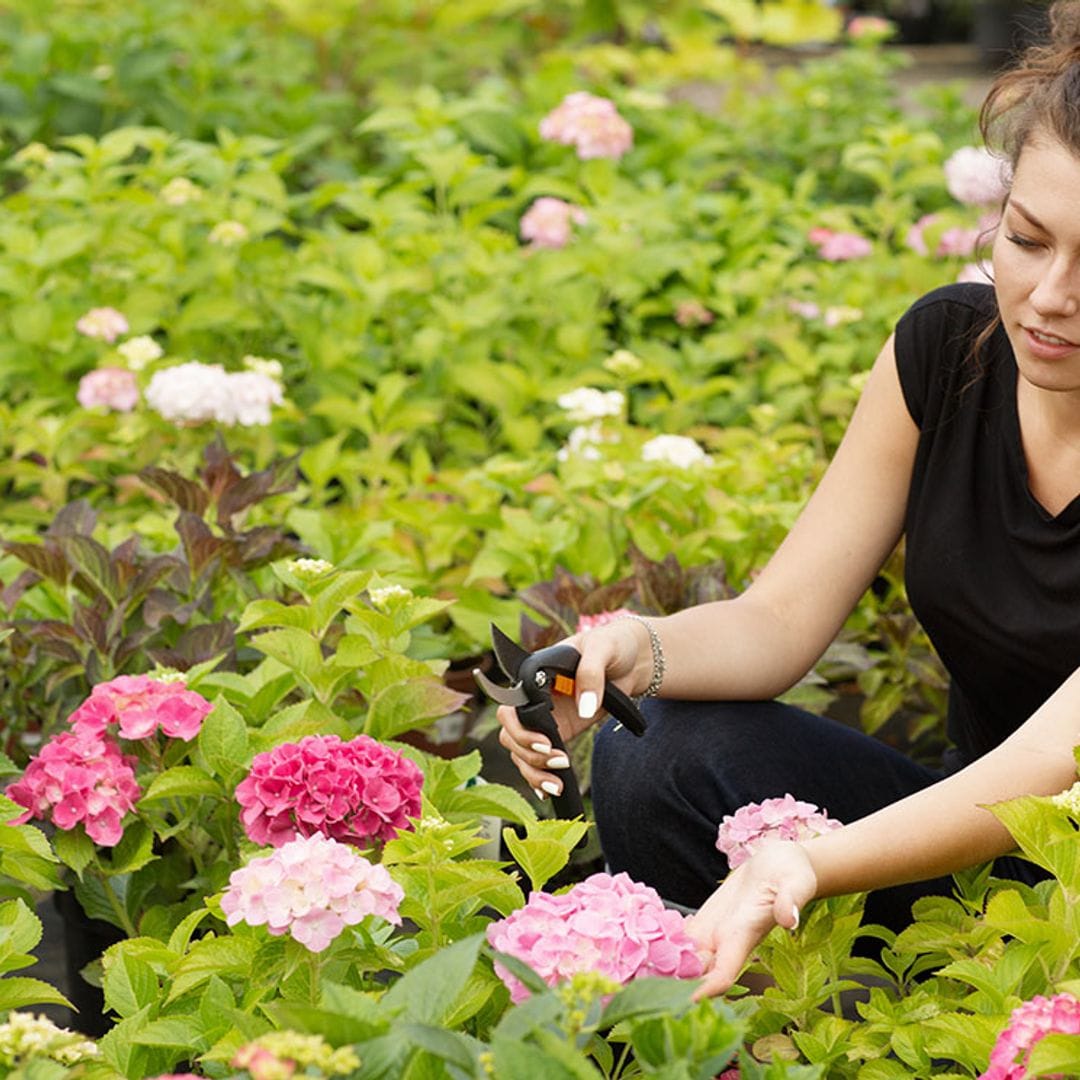 Consejos para cultivar hortensias y conseguir que estén espectaculares