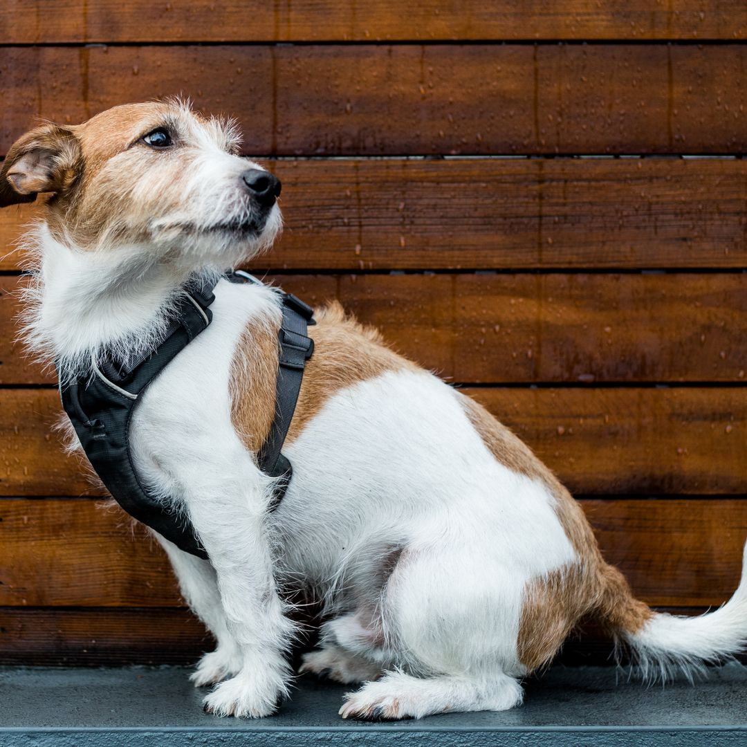 El mejor arnés para cada tipo de perro