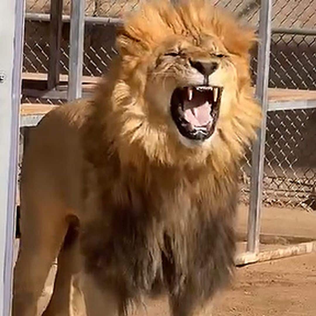La reacción viral de este león al comer lechuga por primera vez en su vida