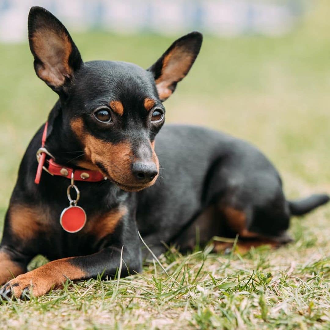 Pinscher miniatura, un perro valiente y muy activo