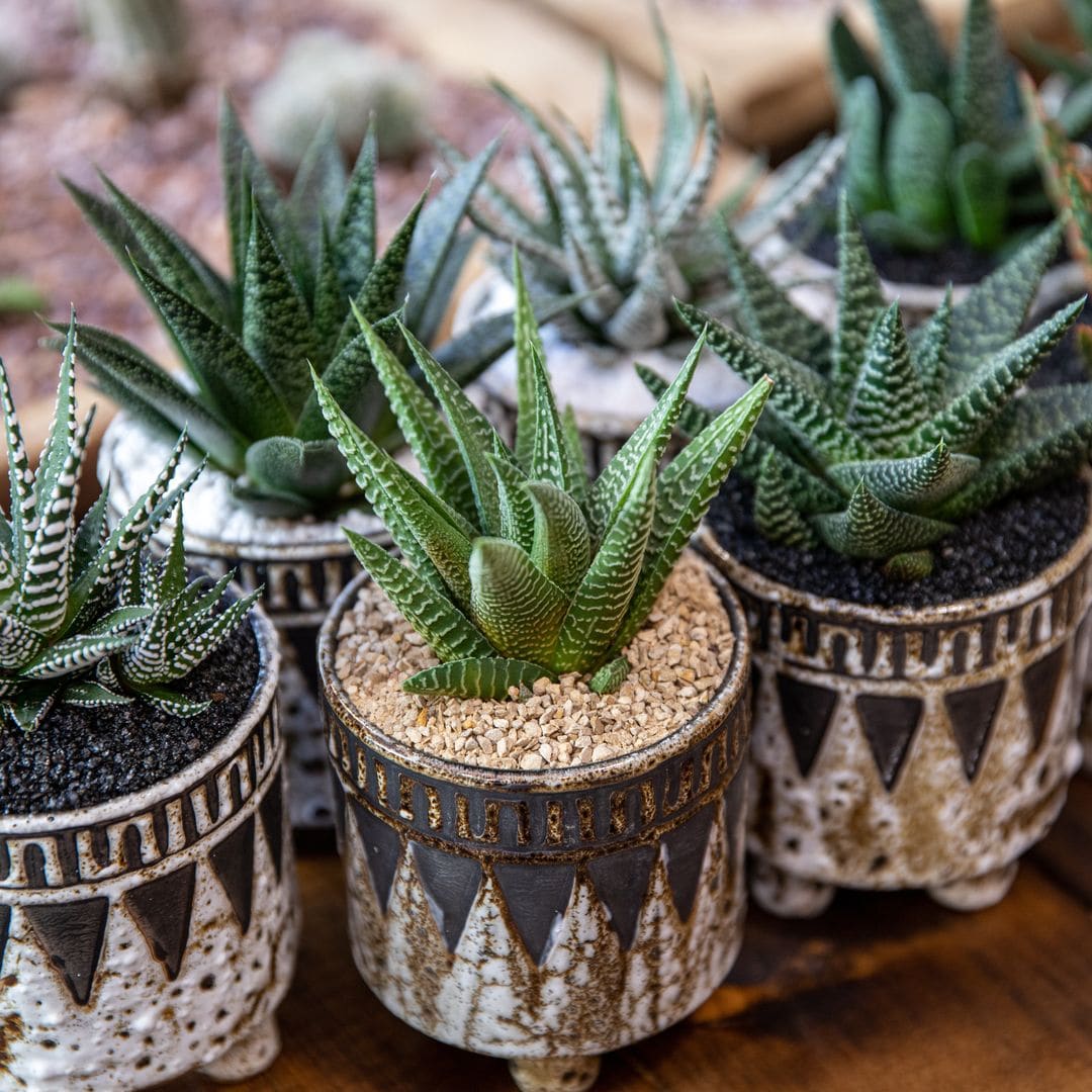 Planta cebra: la suculenta decorativa y fácil de cuidar que queda perfecta en casa