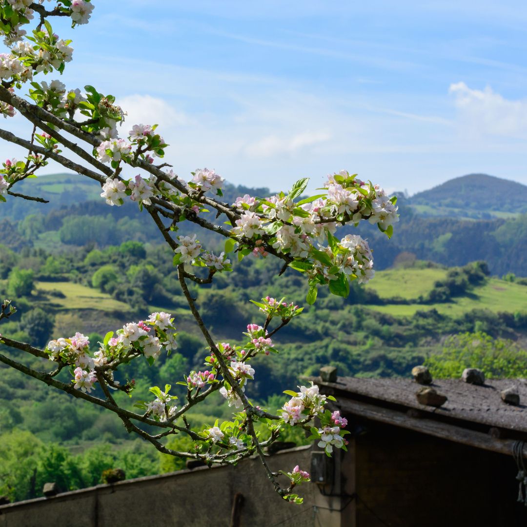 Floración del manzano, comarca de la Sidra, Asturias