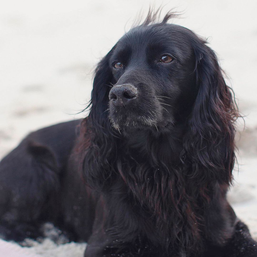 Orla, la perrita de la Casa real británica