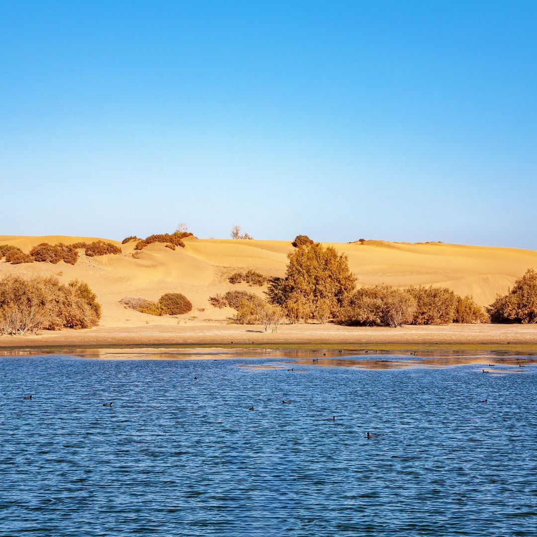 La Charca de Maspalomas en Gran Canaria.