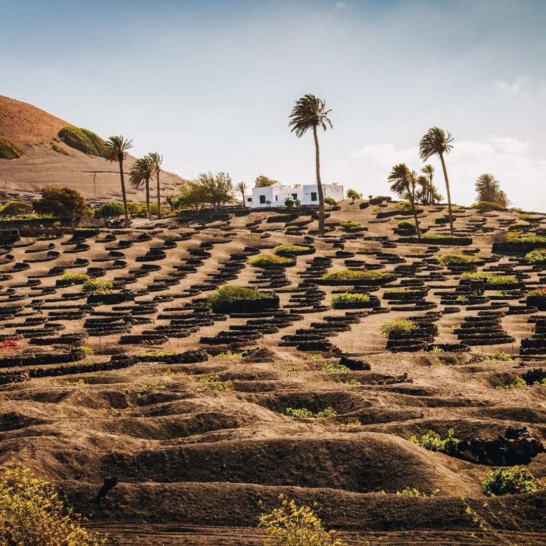 El paisaje de La Geria, en Lanzarote