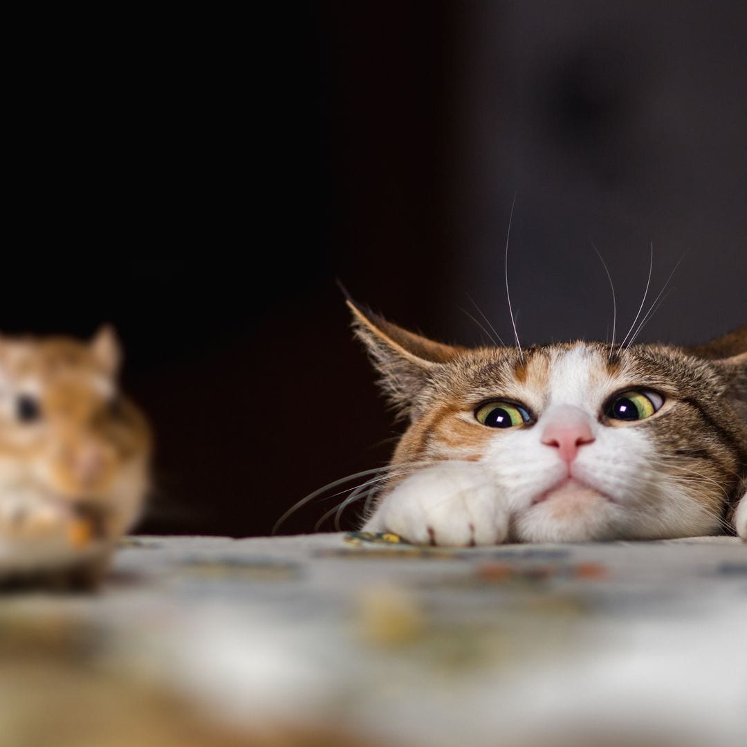 Una experta revela la razón oculta del 'regalo' de tu gato: "Consideran que no podemos alimentarnos por nosotros mismos"