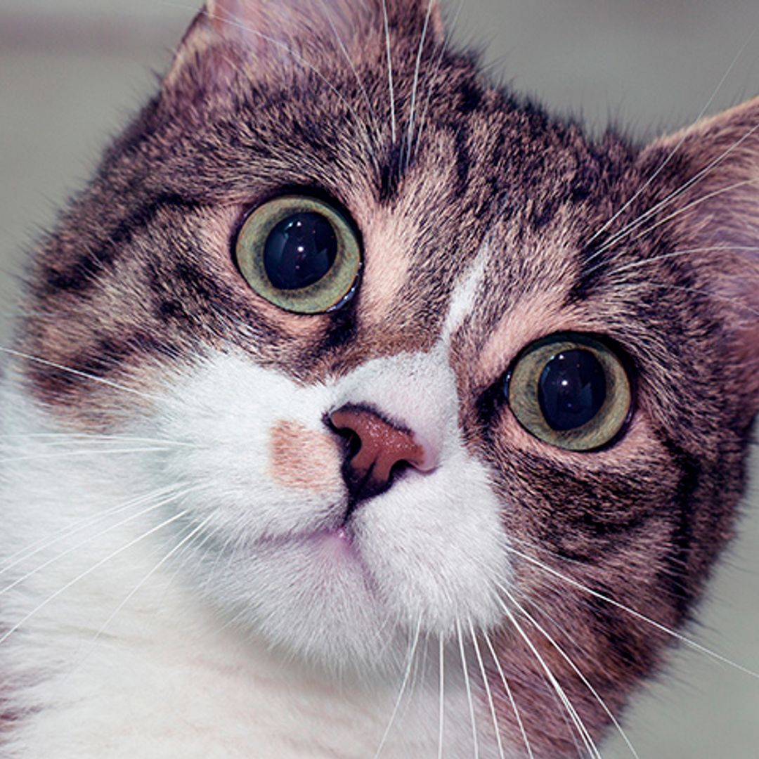 La curiosa historia del gato que se coló en una pasarela