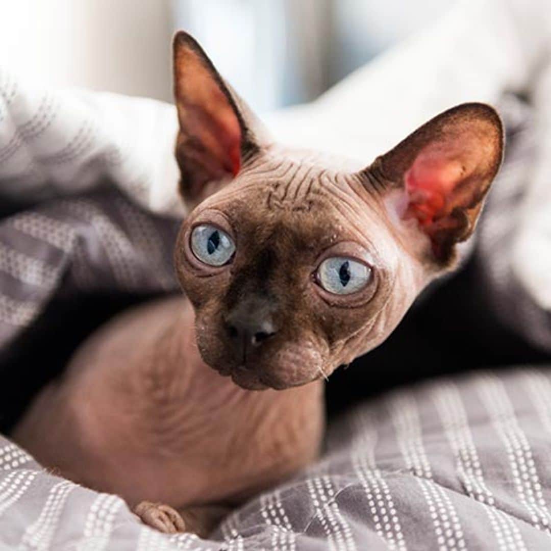 Gatos sin pelo, una especie poco conocida pero ideal para tener en casa