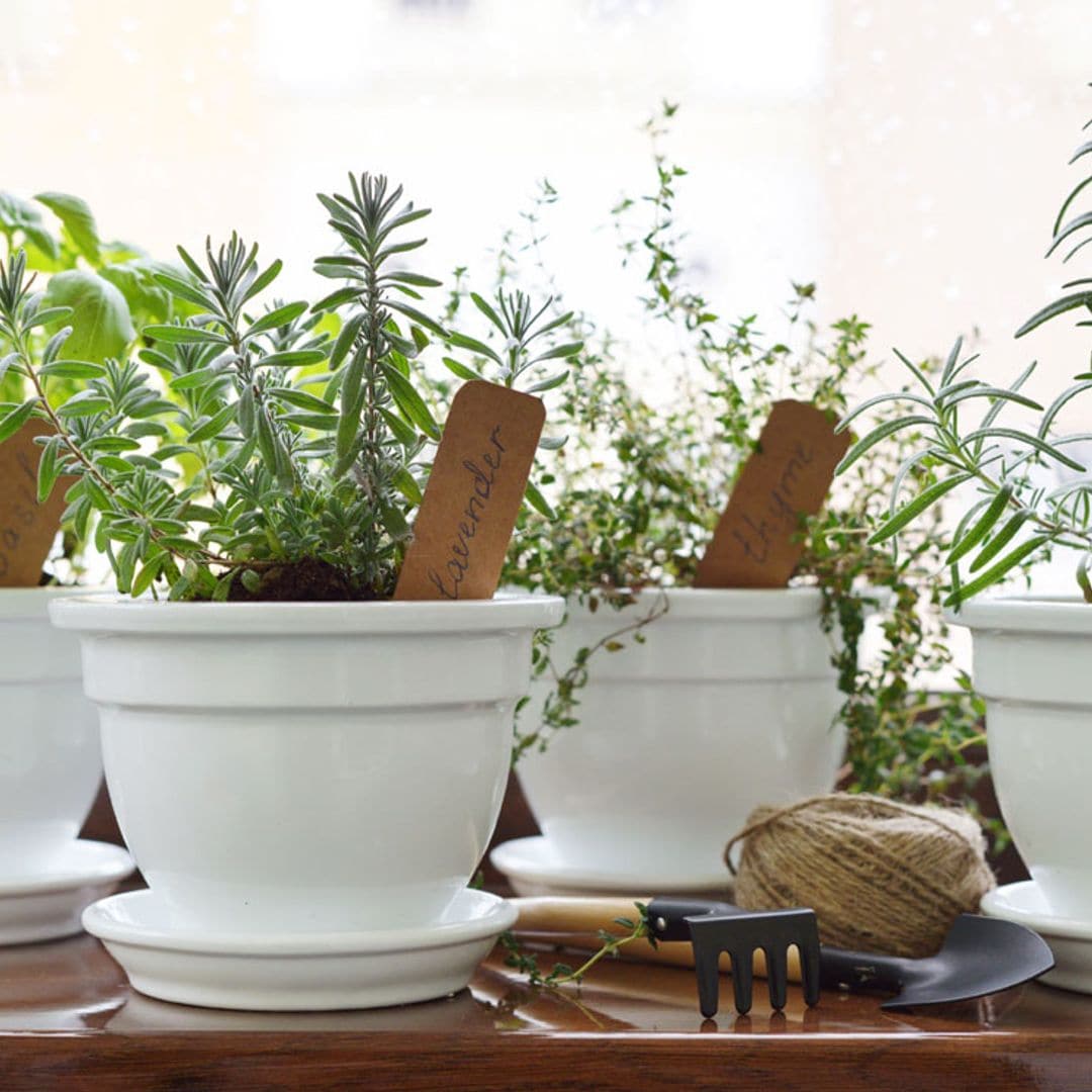 10 plantas aromáticas que perfumarán tu casa y puedes cultivar en interior