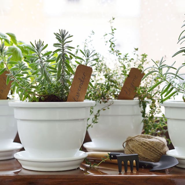 plantas aromaticas casa