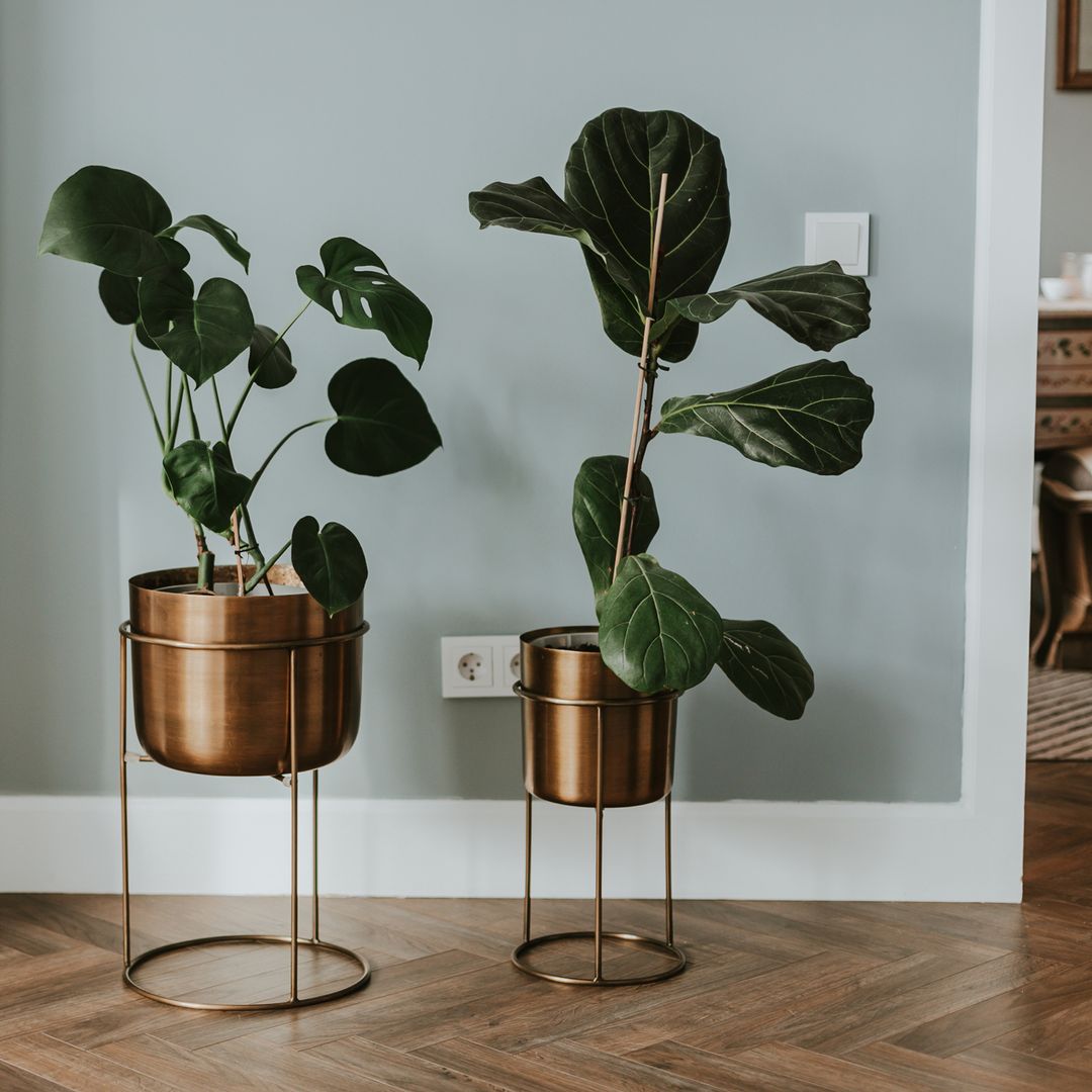 Estas son las plantas grandes que están más de moda en 2025