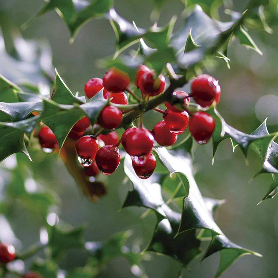 Cómo cuidar el acebo: el árbol de bayas rojas más típico de Navidad