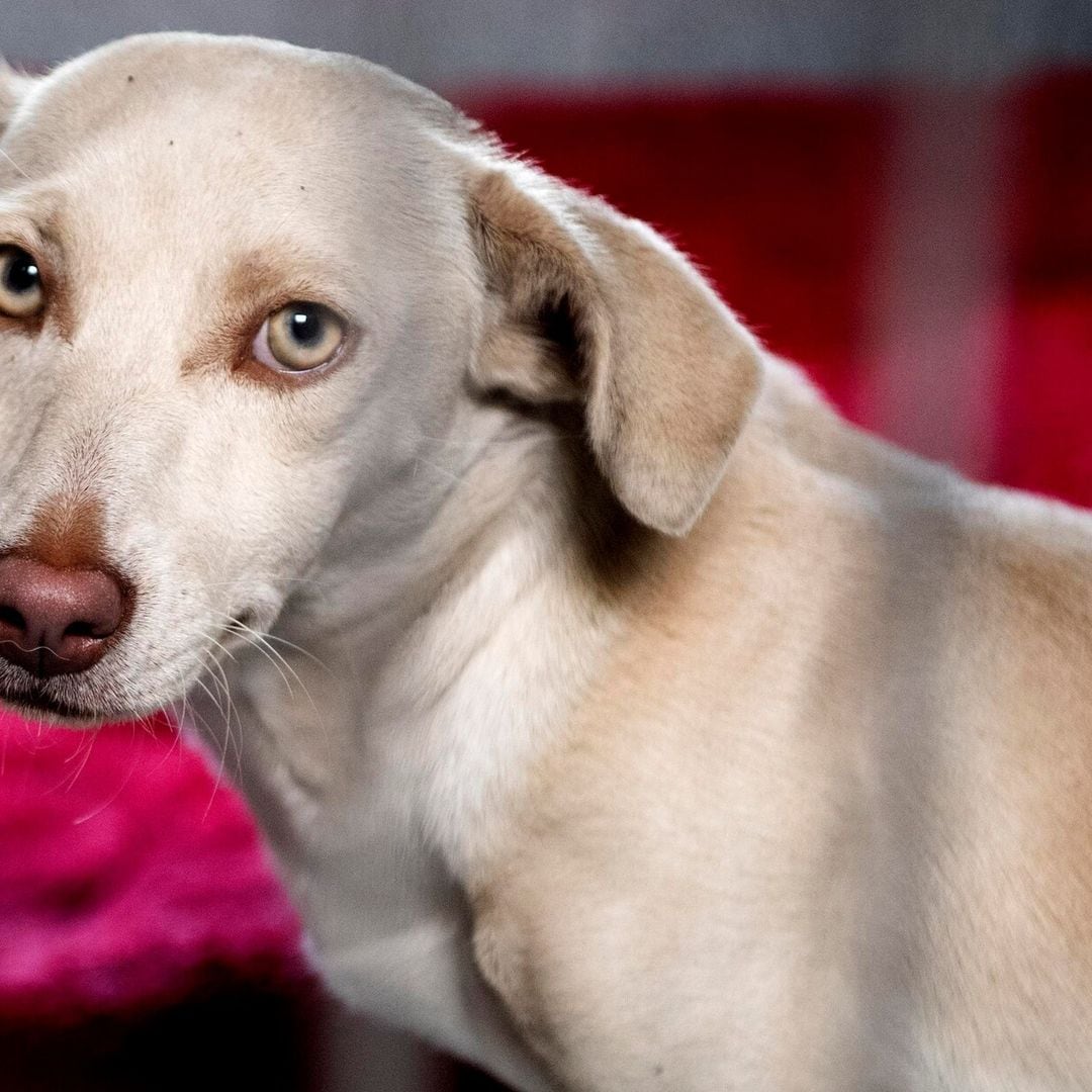 Cómo mantener tranquilos a tus perros y gatos durante los fuegos artificiales del 4 de julio