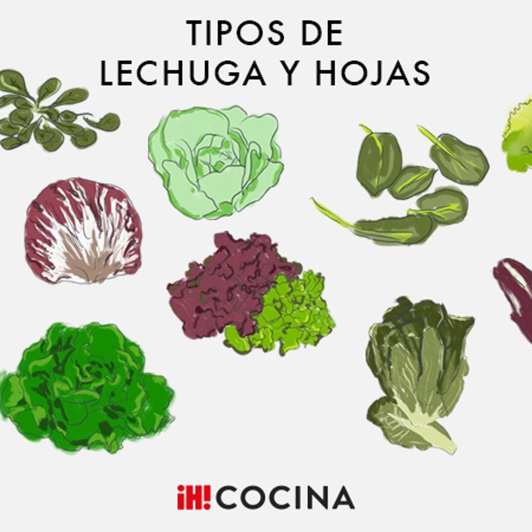 ¿Cuántos tipos de lechugas y hojas comestibles conoces?