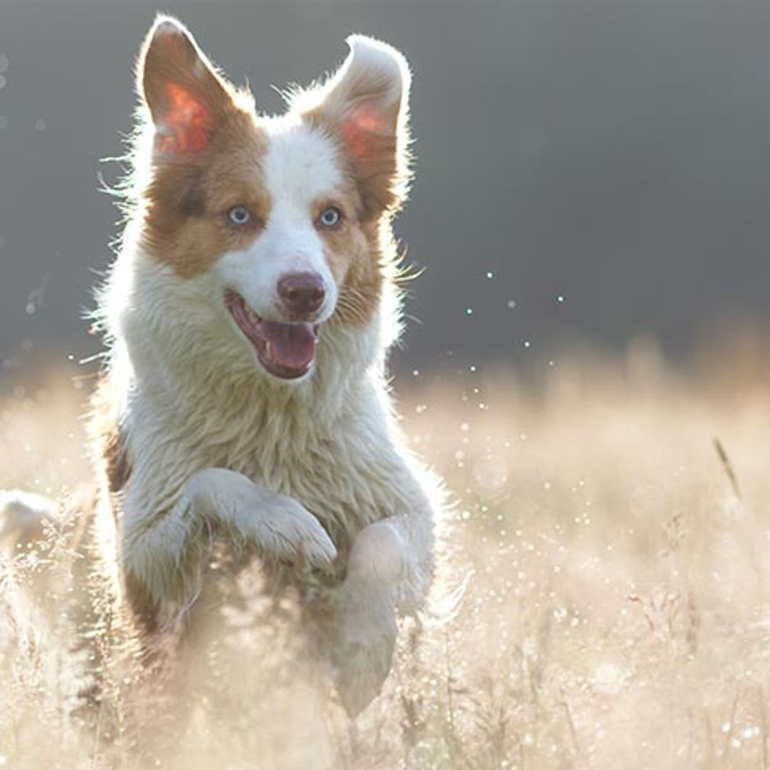 El border collie: el perro más inteligente del mundo