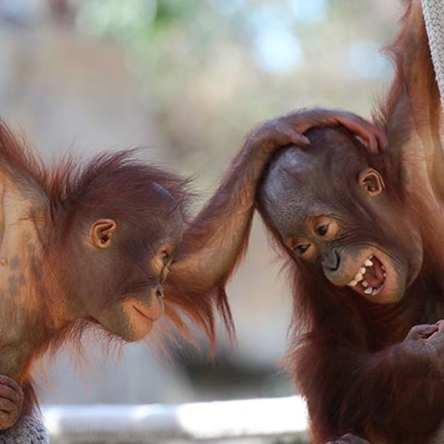 dererechos animales