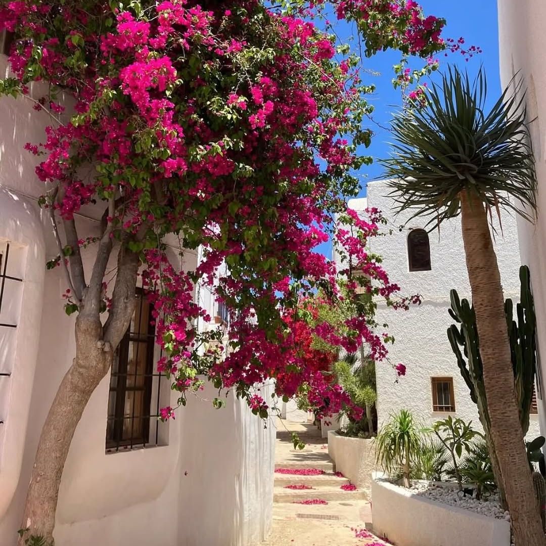 Las buganvillas ponen la nota de color al encalado caserío de Agua Amarga, Almería