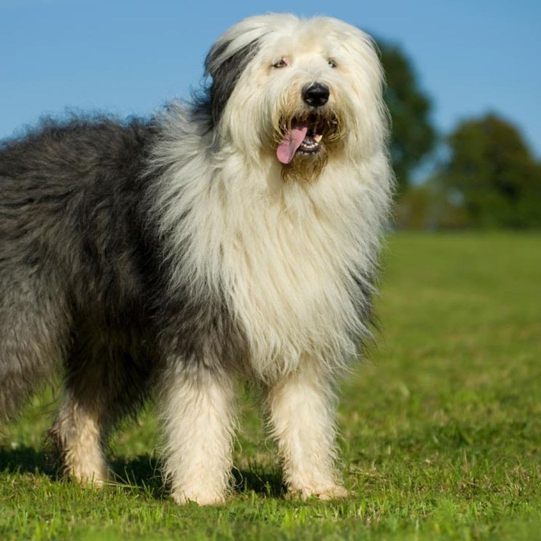 Bobtail, un perro grandullón que disfruta jugando y al que querrás achuchar