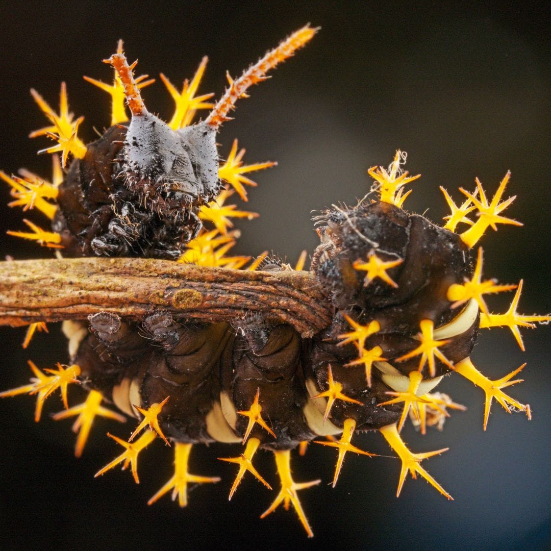 La oruga mosaico, durante su jornada nocturna
