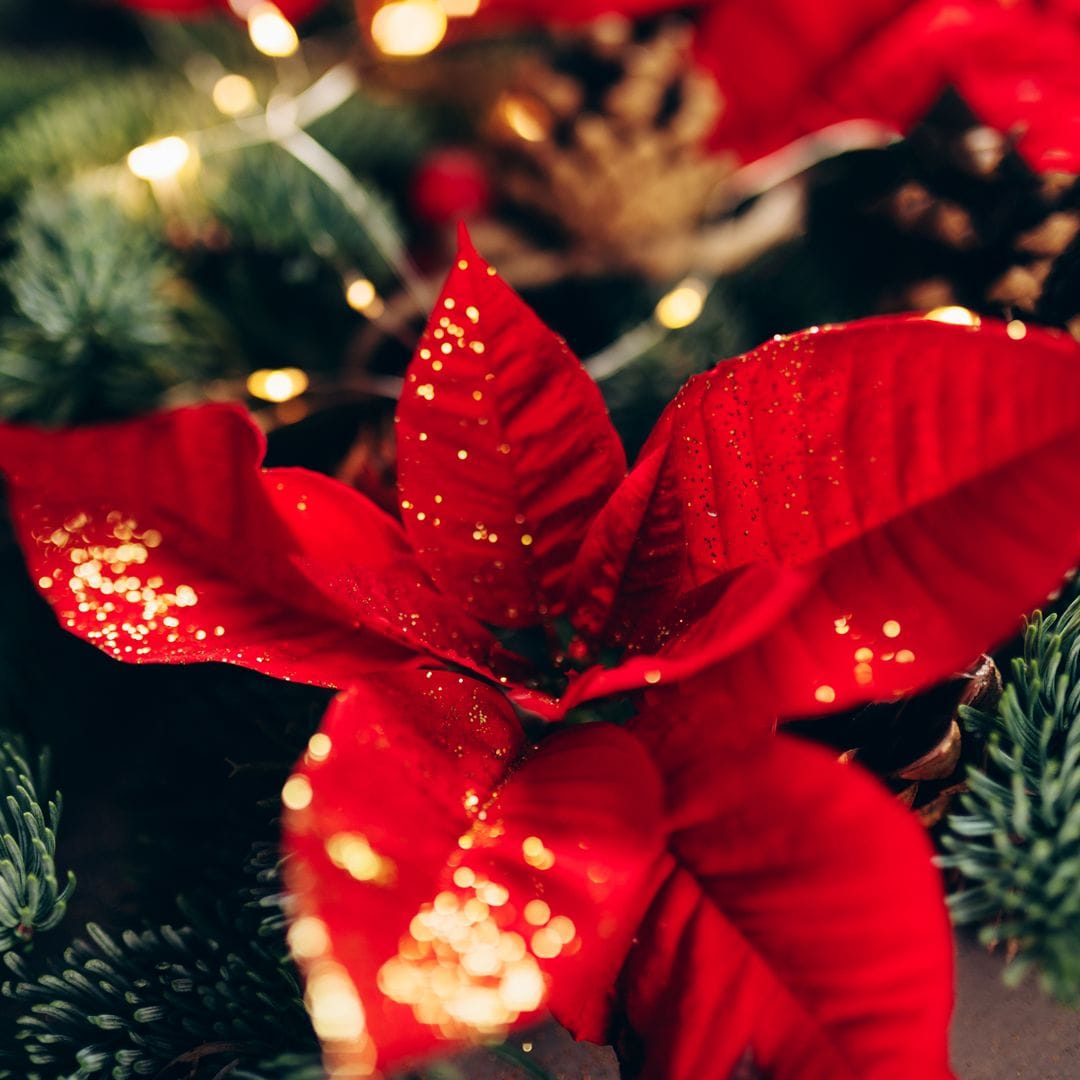 9 ideas originales para decorar en Navidad con flores de Pascua (más allá de la maceta)