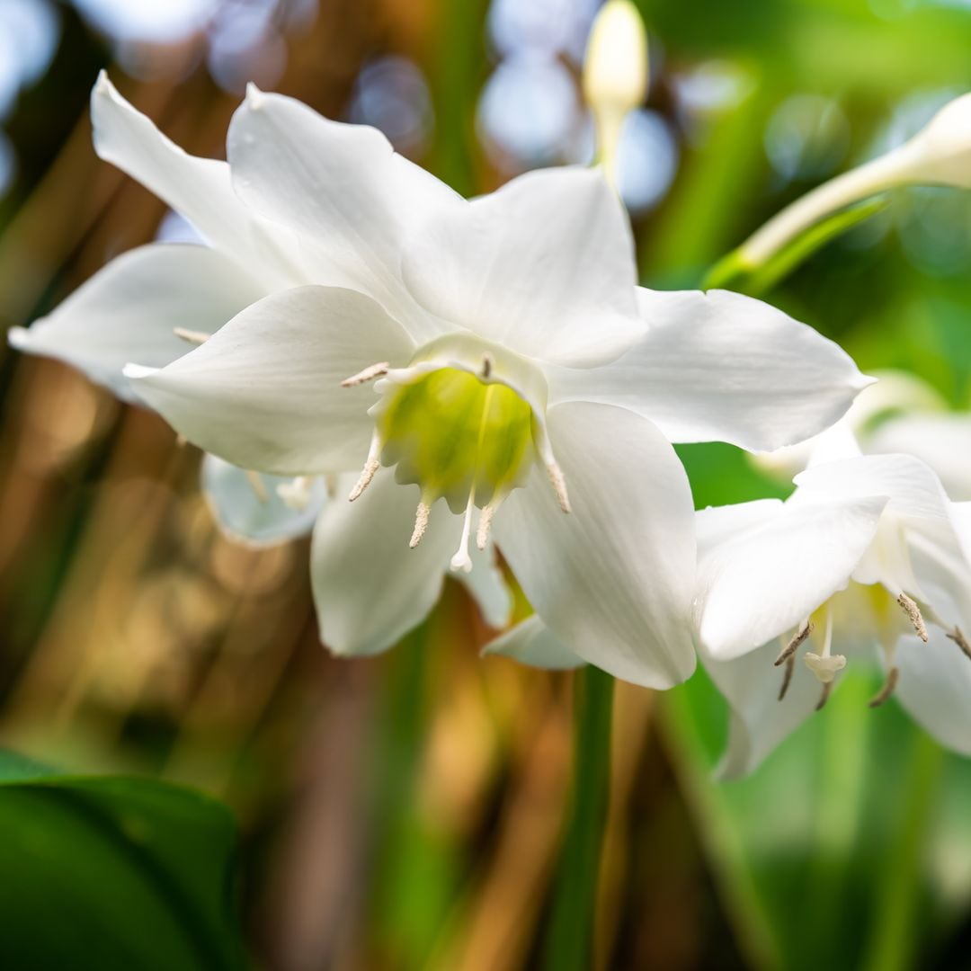 Parece un narciso, pero no lo es: la planta tropical de cuidados mínimos que sorprende por la belleza de sus flores
